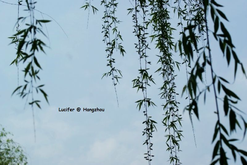 柳絮什么飞成语_成语故事手抄报(2)