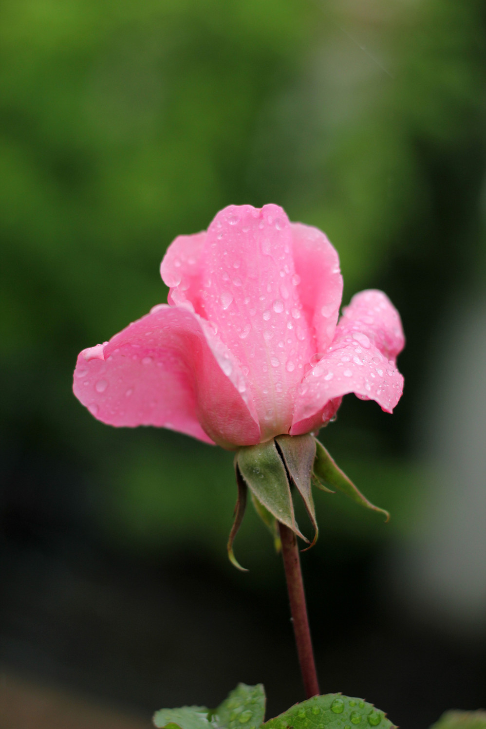 雨中花