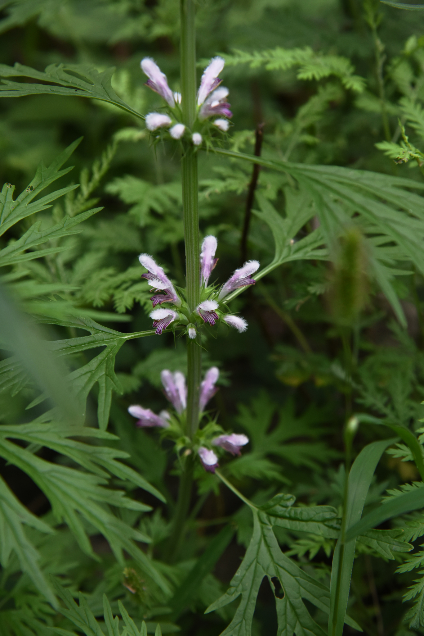 细叶益母草,益母草在花都和从化野外均有生长,广州同学可留意.