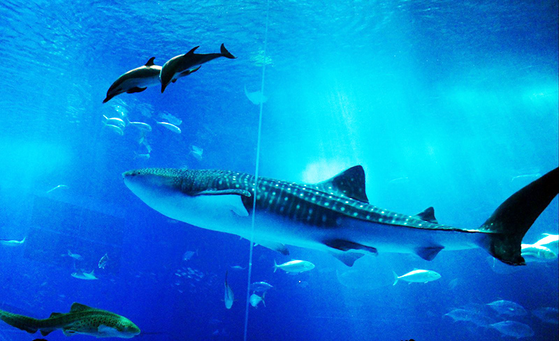 冬季预售 出海赏鲸 美丽海水族馆一日游(免费接送/含水族馆门票)