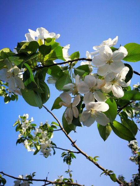 北方什么时候有露水 wKgBZ1lEG6CAVgj_ABy8FKZyqhg43.jpeg?imageView2%2F2%2Fw%2F600%2Fh%2F600%2Fq%2F90