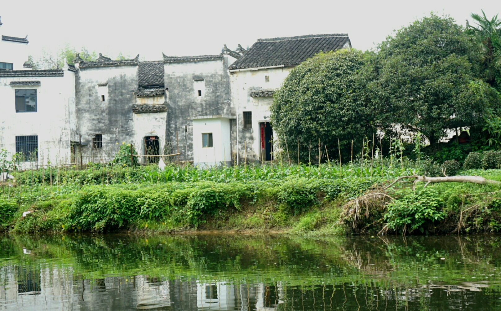 婺源人口味_婺源油菜花图片