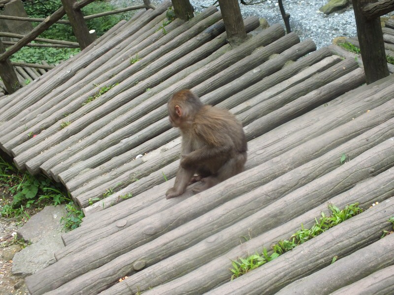 wKgBZ1jpw0GAWcePAANIZAY0izg87.jpeg?imageView2%2F2%2Fw%2F600%2Fh%2F600%2Fq%2F90