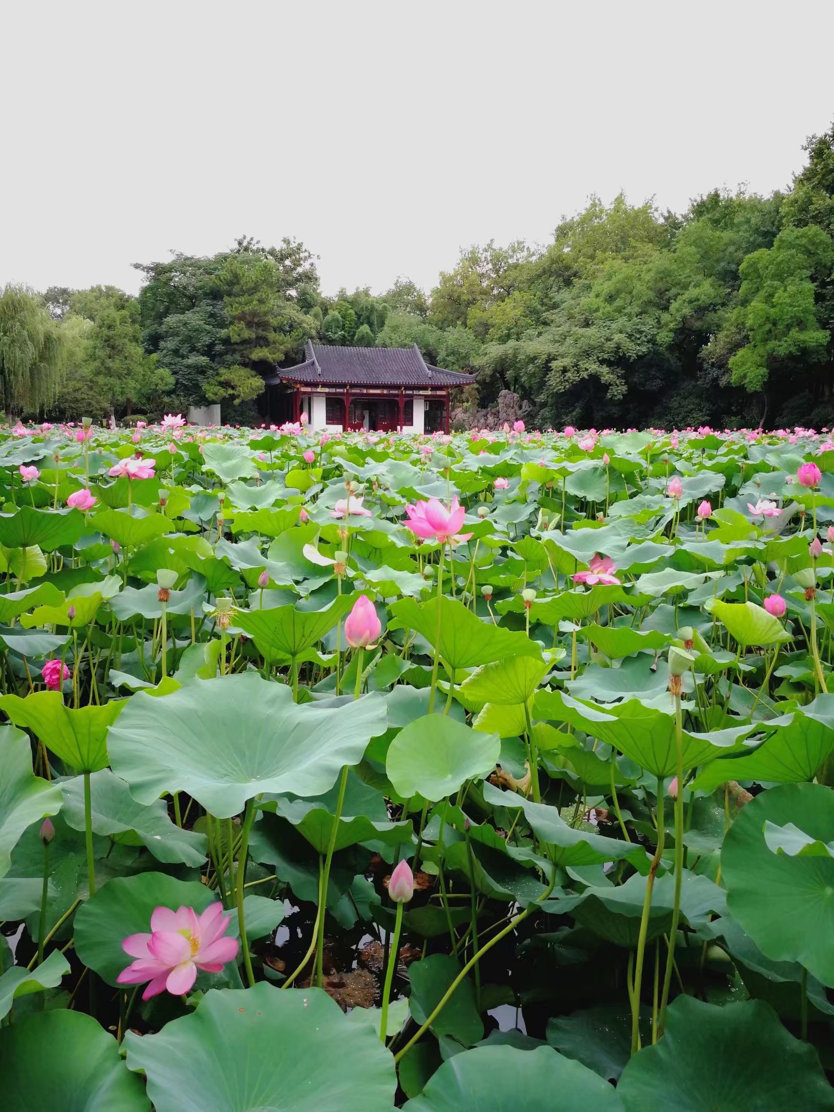 南京莫愁湖公园       