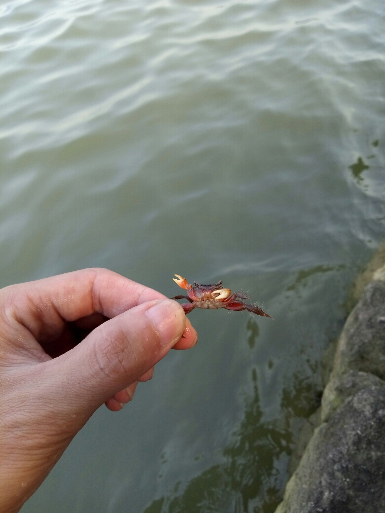 刺鳅:为刺鳅科刺鳅属的鱼类,俗名刀割,刀鳅.天割