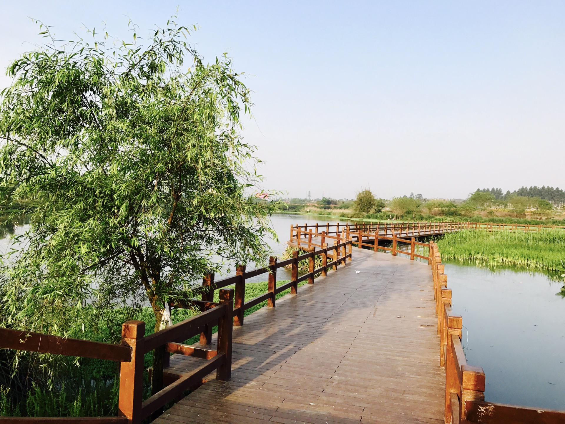 晨练好去处—成都天鹅湖湿地生态公园