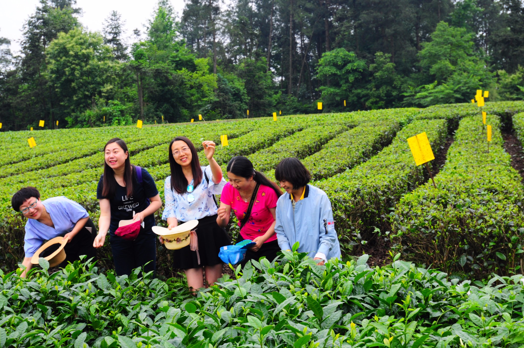 小伙伴们体验采茶,乐趣无穷.