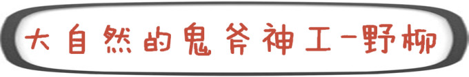 大自然的鬼斧神工-野柳 大自然的鬼斧神工-野柳