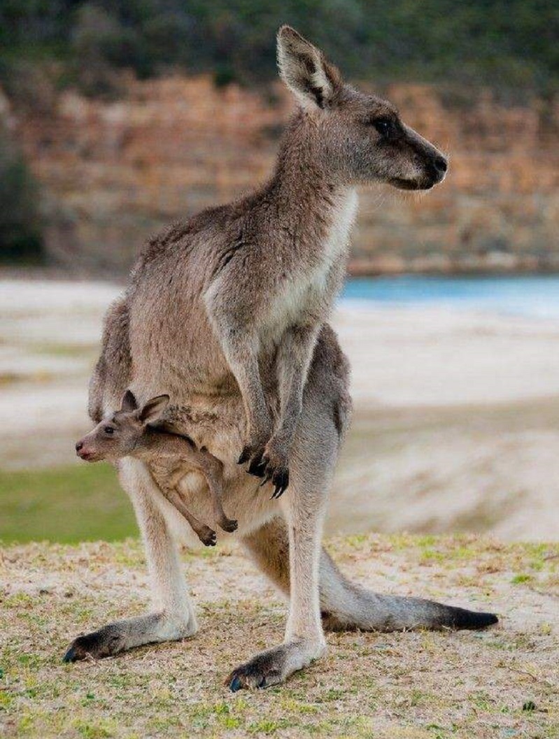 参观凯维森野生动物园(caversham wildlife park),欣赏无尾熊,白袋鼠