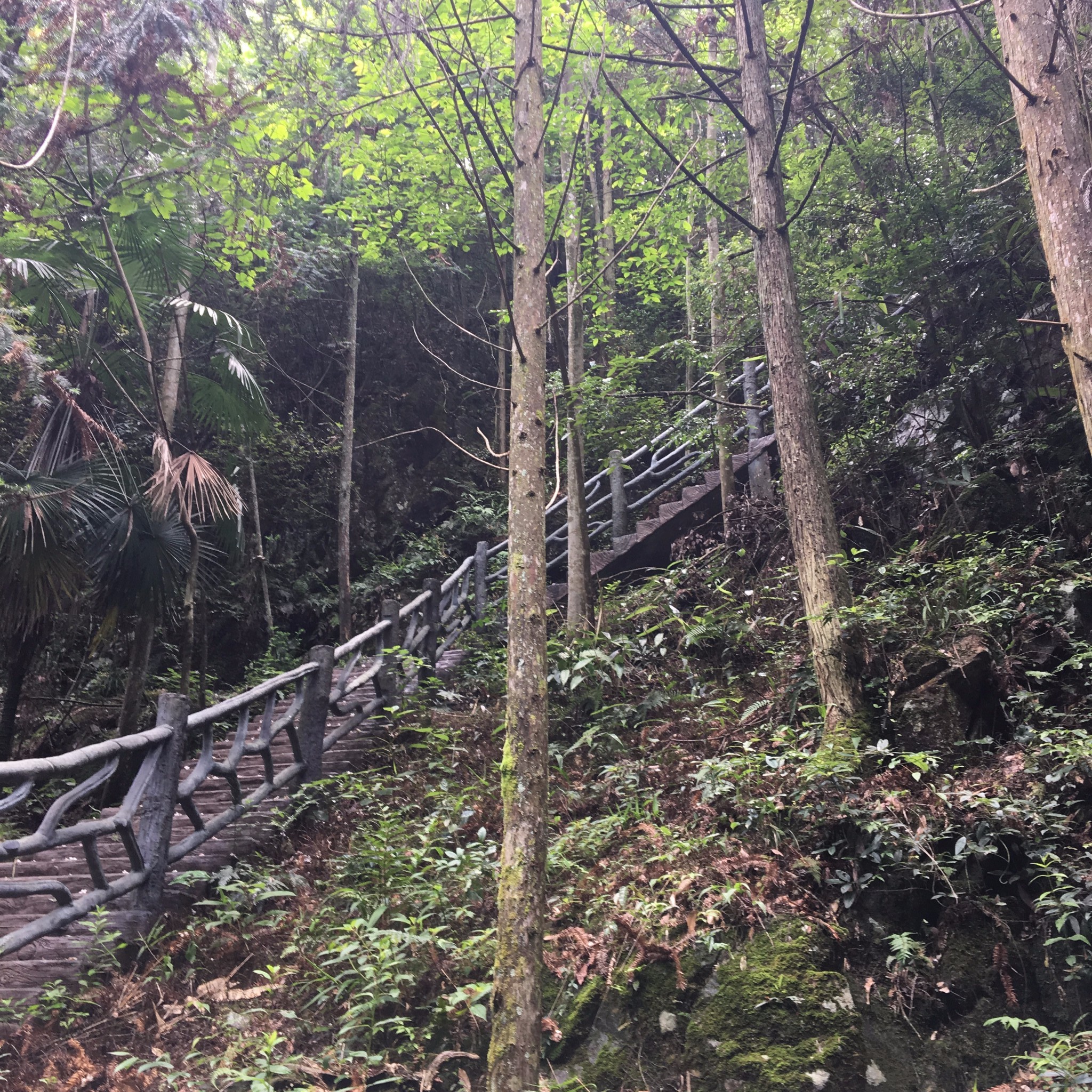 【松阳.丽水】雨天探访箬寮原始森林和象溪古村