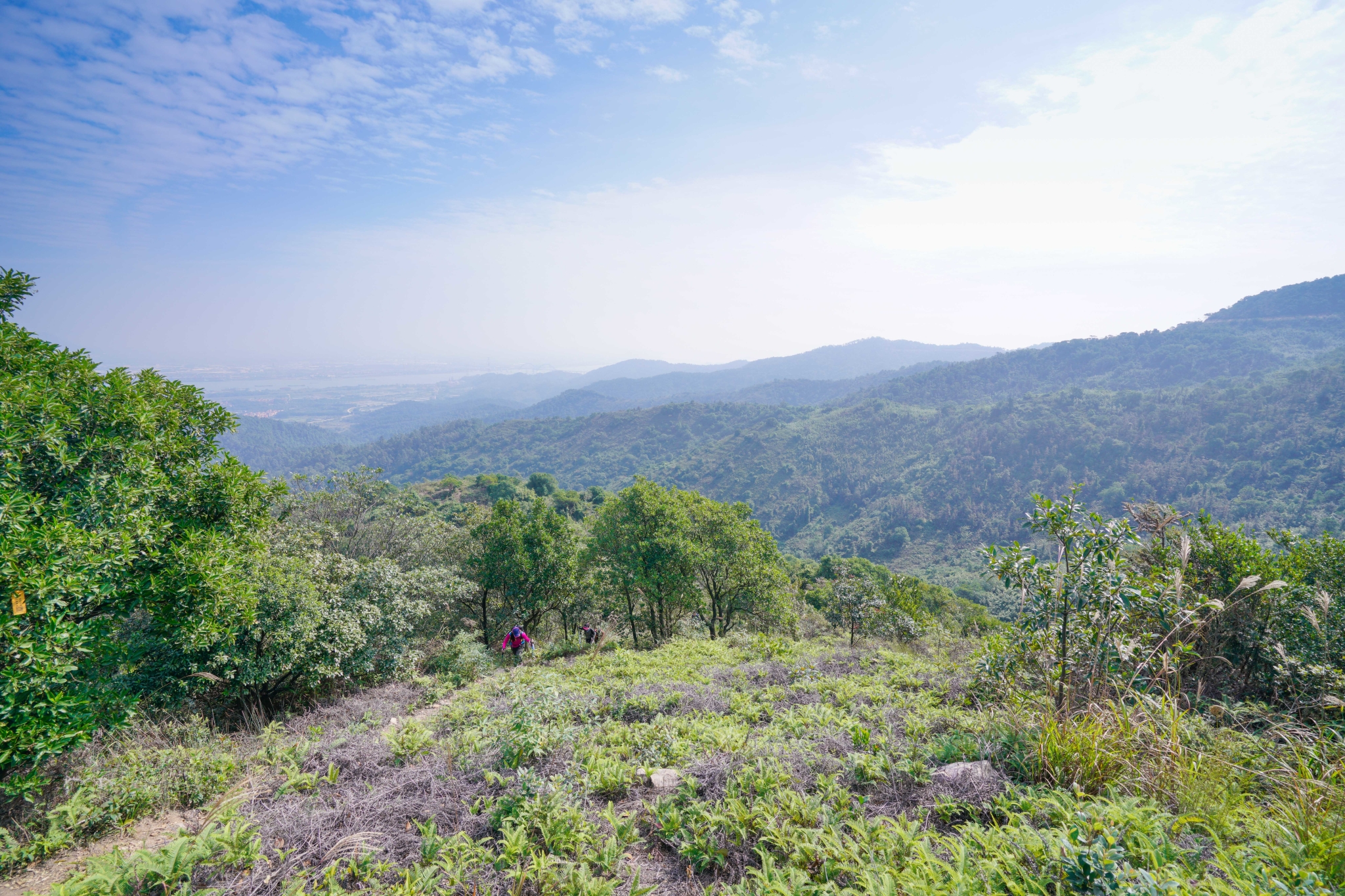 佛山高明茶山,只为拍照不为鸡之旅~,高明区自助游攻略