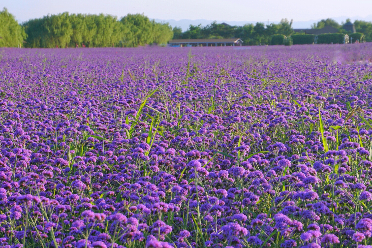 wKgBZ1mdZBeAUYCfABnzkn2ZmyI70.jpeg?imageView2%2F2%2Fw%2F600%2Fh%2F600%2Fq%2F90