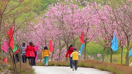 韶关浈江樱花公园门票