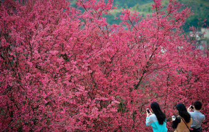 2017从化樱花节开幕超多活动等你来参加