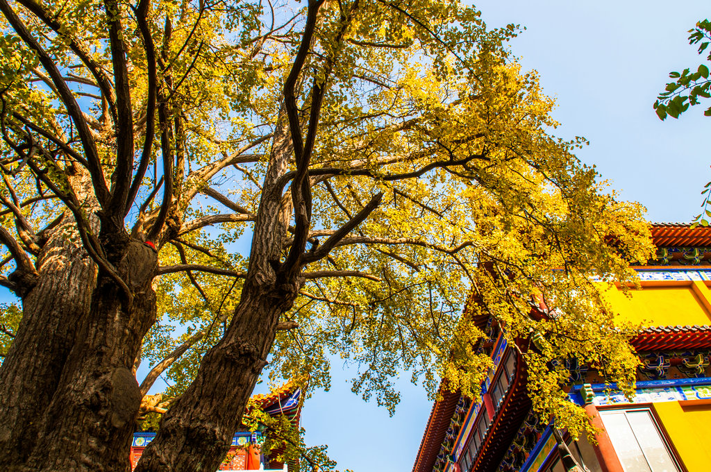 福泉古寺千年古银杏,上海旅游攻略 马蜂窝