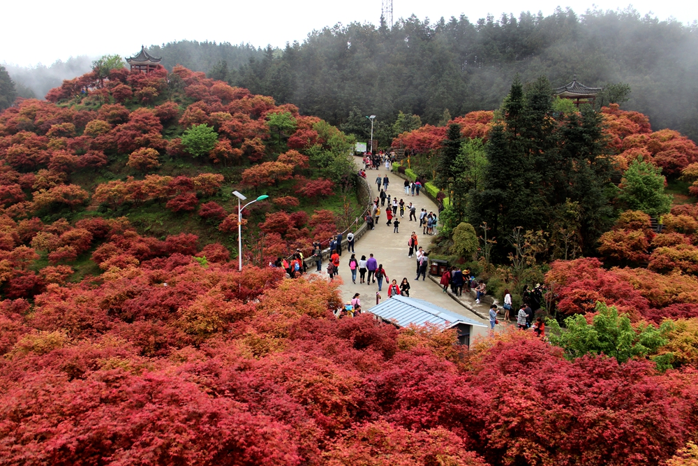 中华红枫园景区