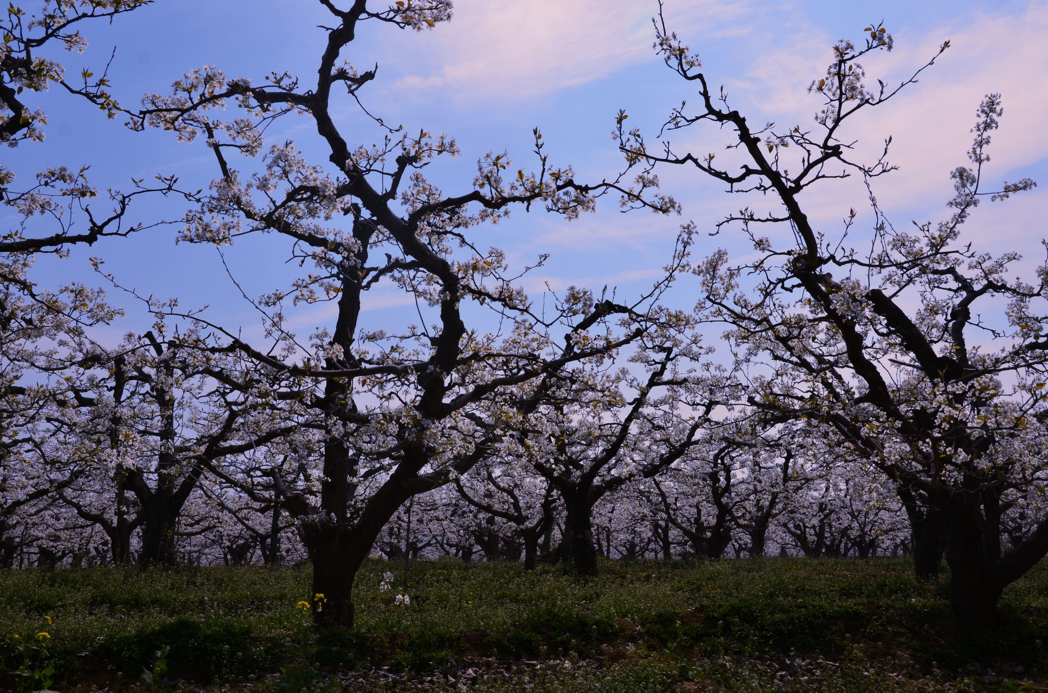 再次造访魏县梨花节