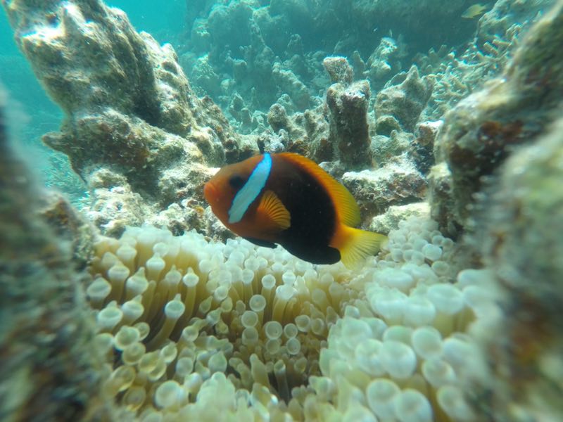 帕劳多少人口_机票 酒店低至5180,暑期畅游上帝的水族馆帕劳