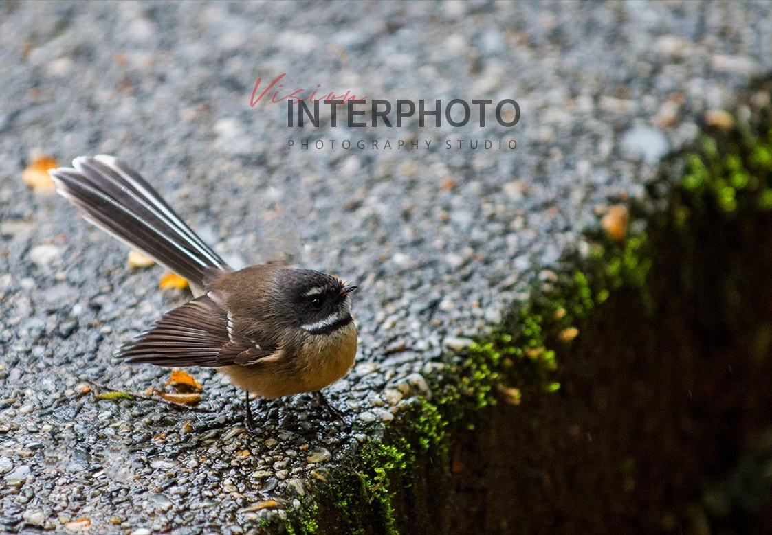 扇尾鸟(亦称扇尾鹟或扇尾翔食雀)(fan-tailed flycatc)