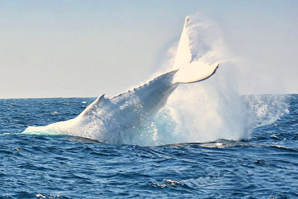 澳大利亚东海岸的这只白色鲸鱼,也许一生只能碰见一次