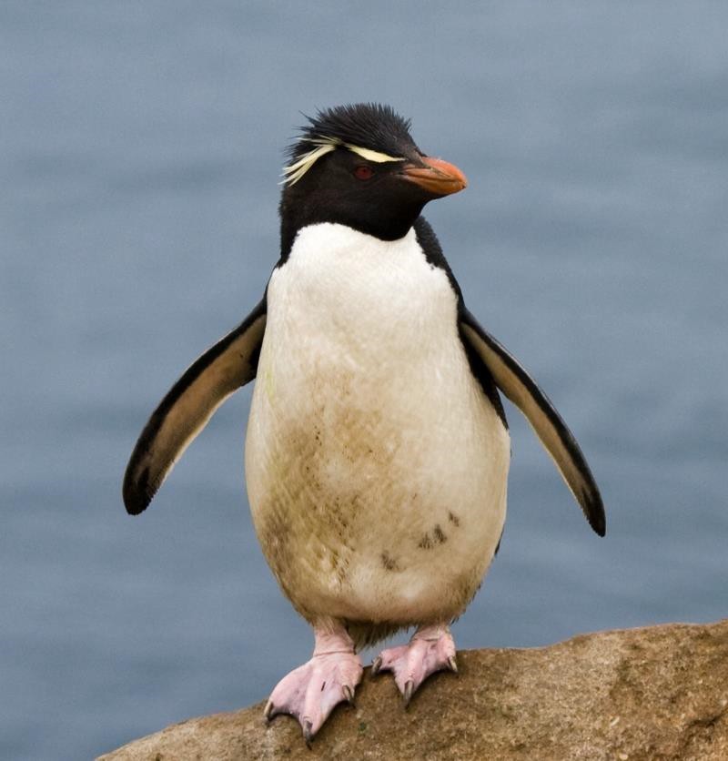 南极洲 自由行攻略  马可罗尼企鹅macaronipenguin  体长约70cm,体重