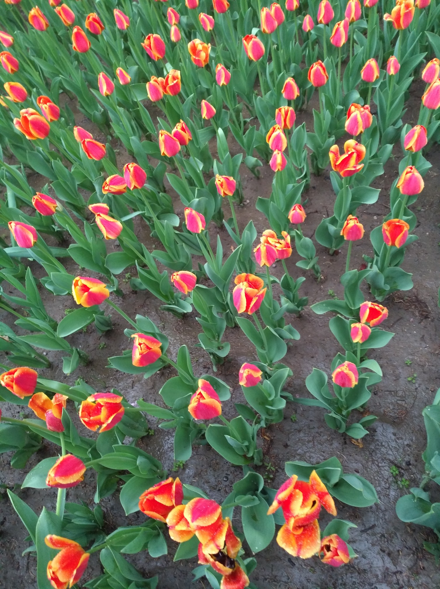 根据古诗猜成语有心栽花花不开_看图猜成语