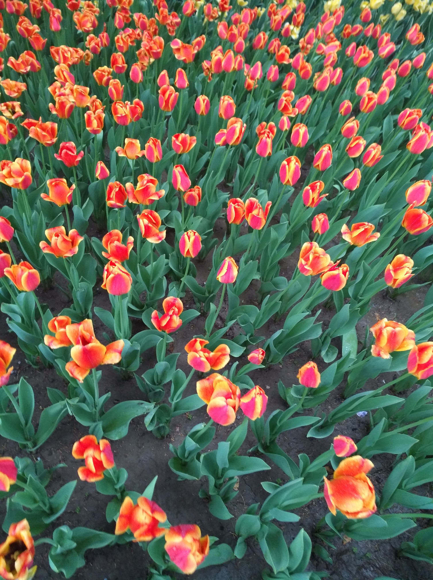 根据古诗猜成语有心栽花花不开_看图猜成语