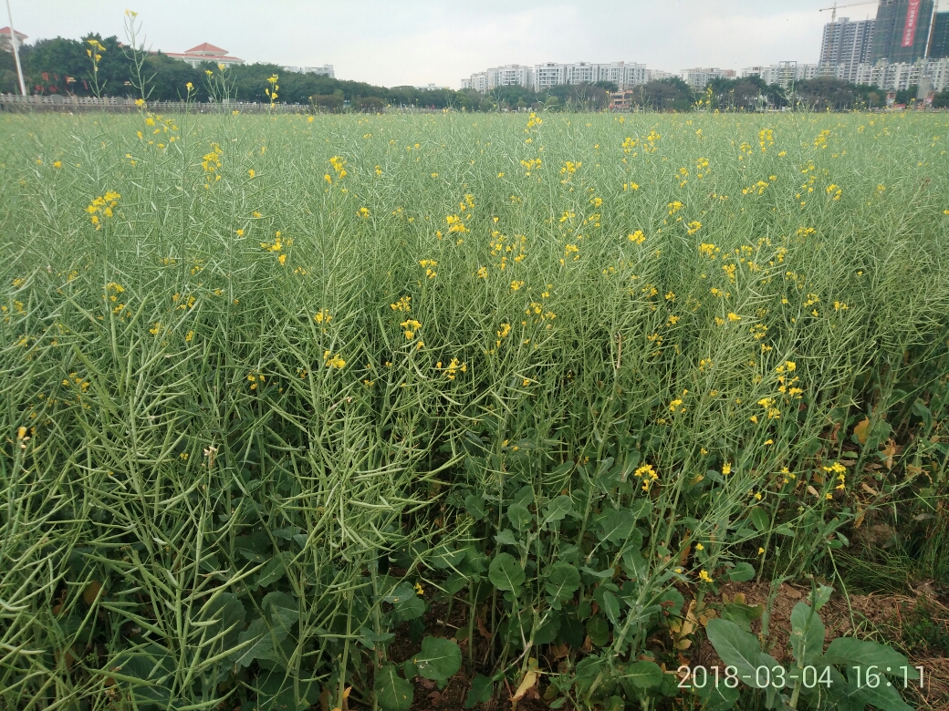 常在河边走,这次湿了鞋～东莞桥头凋谢的油菜花