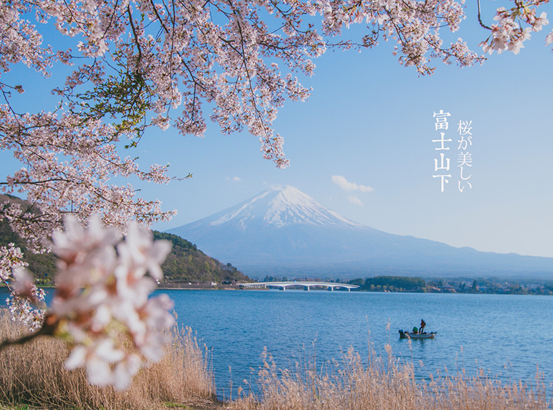 随时更新的日本樱花前线速报  除了东京的市区,东京周边的 富士山也是