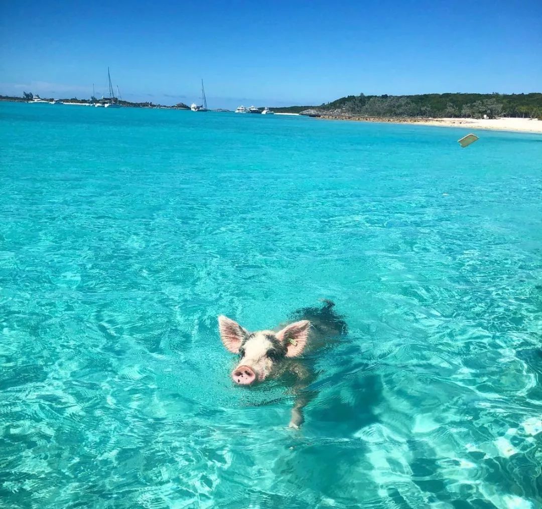 在巴哈马大沙洲游泳的猪