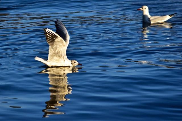 梦境之桥，解梦捡到野鸭与救其幼雏的深层寓意