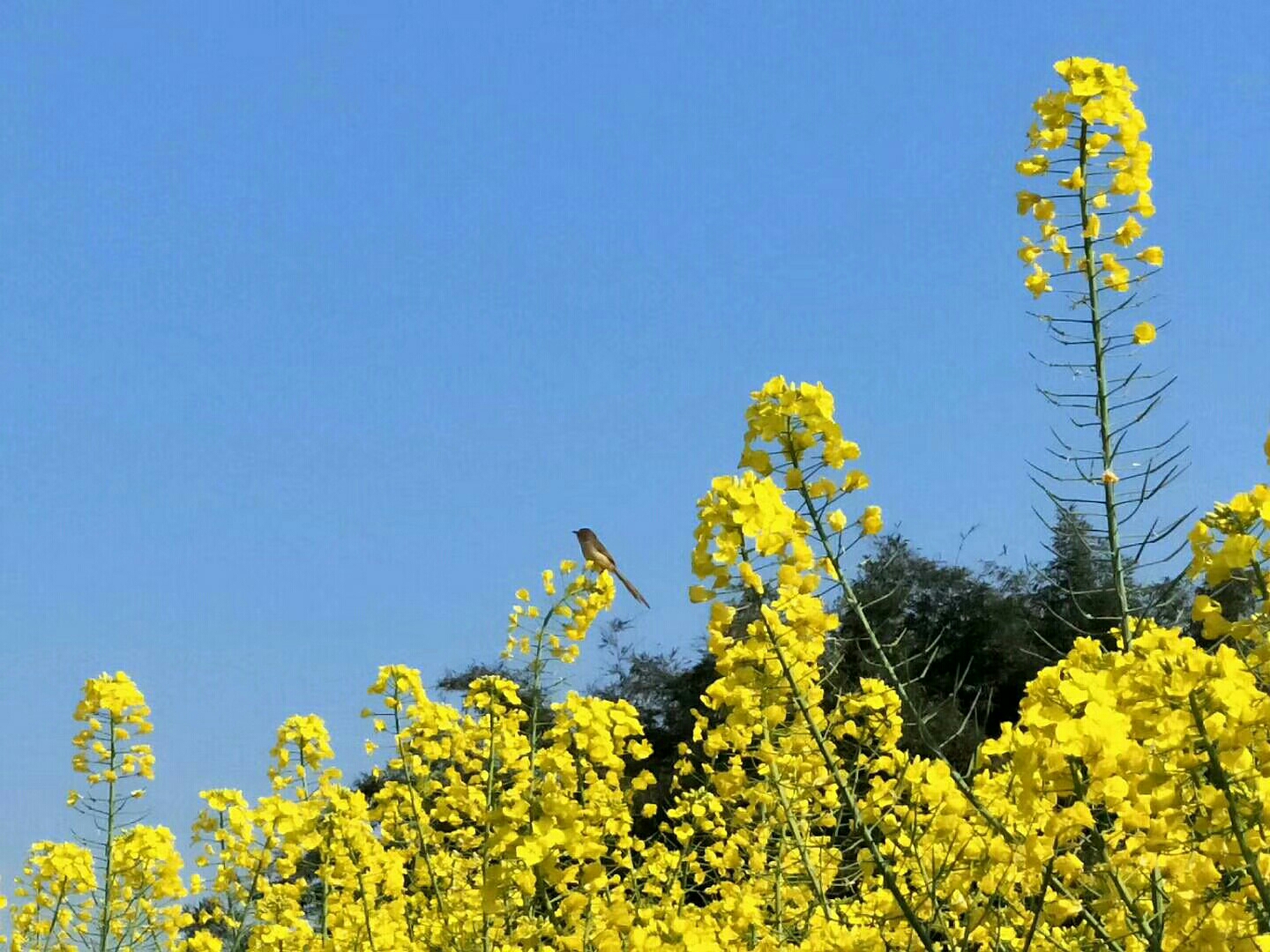 带着九十六岁老妈翻山越岭,——到大山深处去赏油菜花