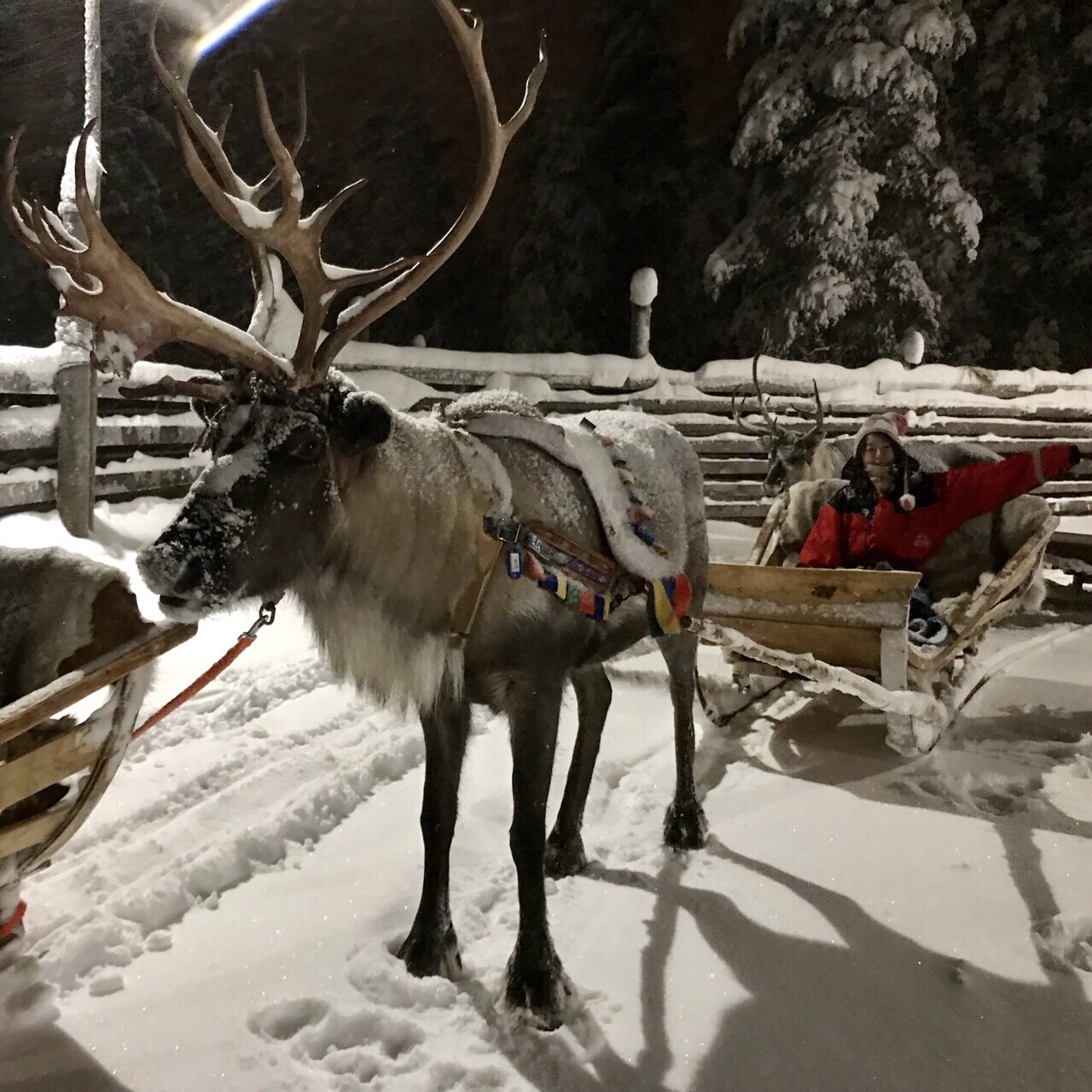 狗拉雪橇和鹿雪橇哪个好玩?