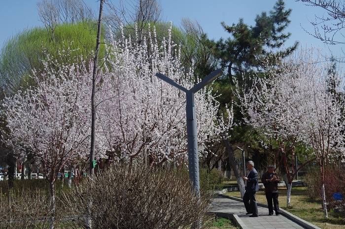 石河子市有多少人口_石河子市地图(2)