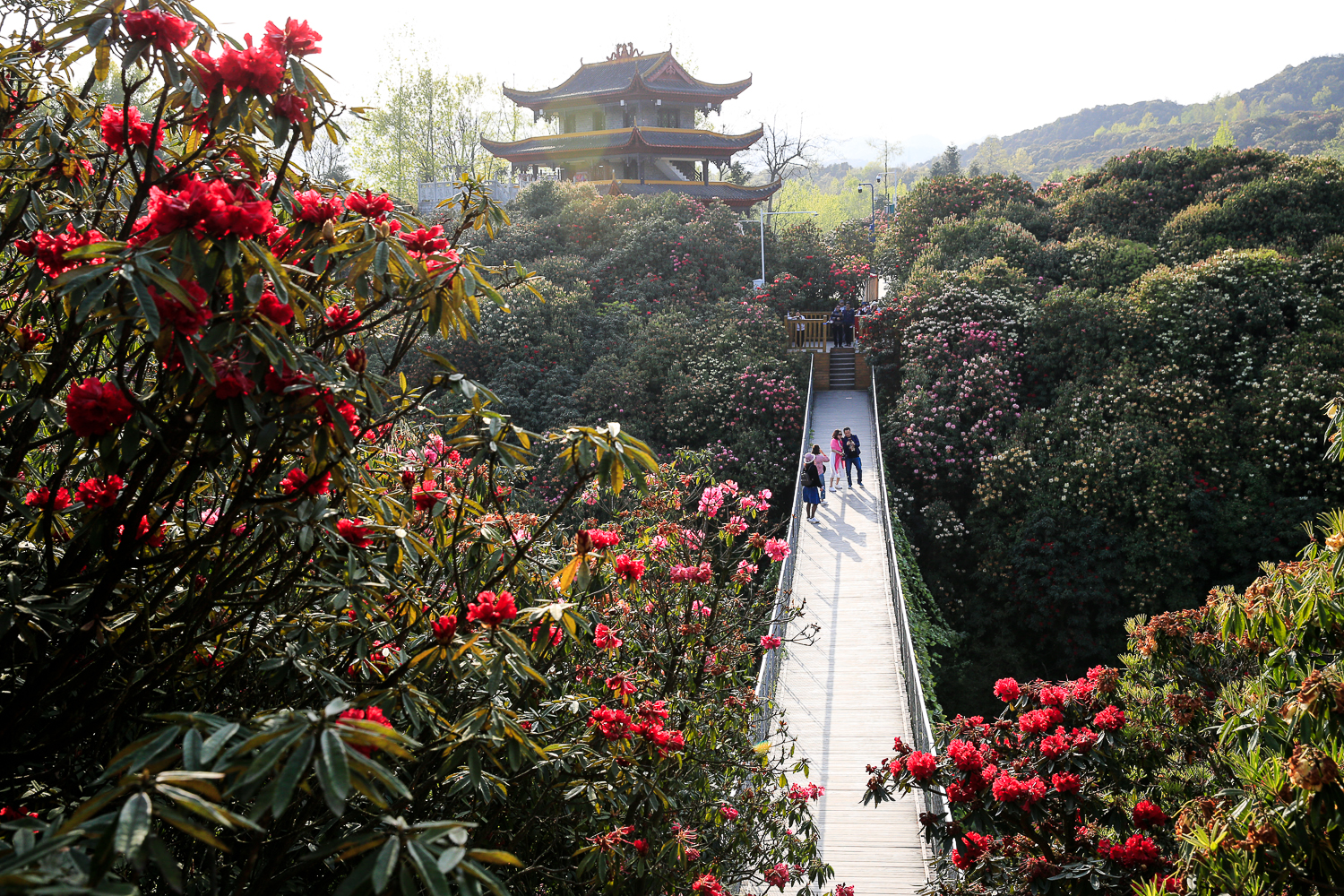 毕节百里杜鹃金坡景区      