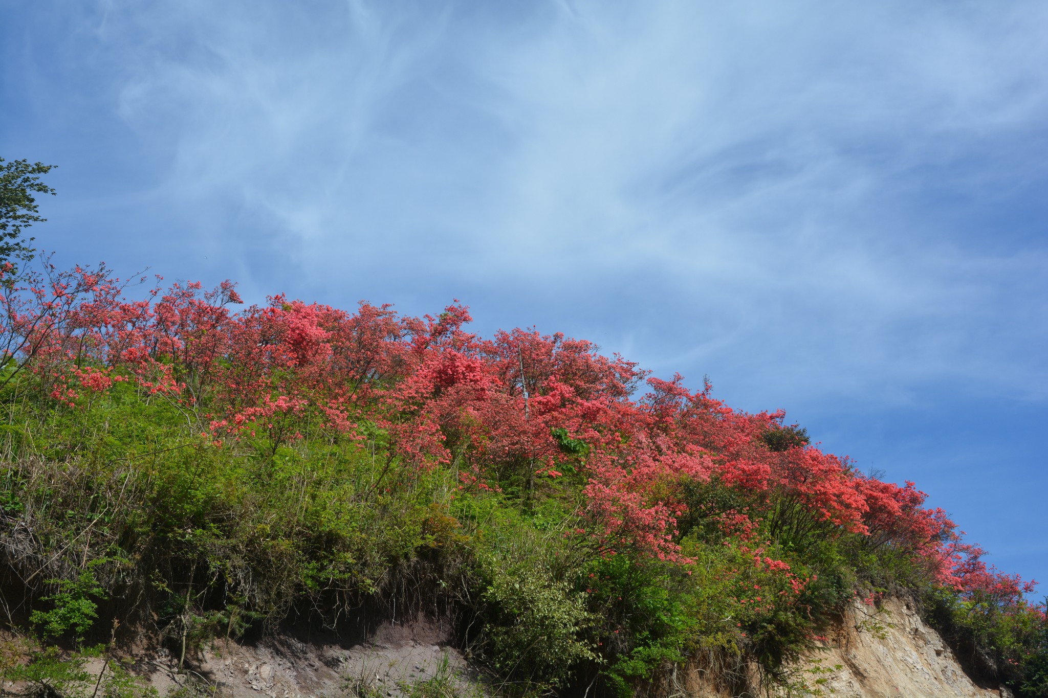 磐安高二乡高姥山浙中杜鹃谷