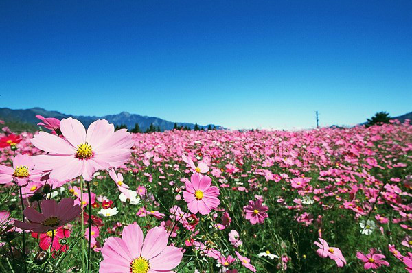 百花香谷 百花香谷位于主题公园西南部,是梦幻百花谷的主景区.