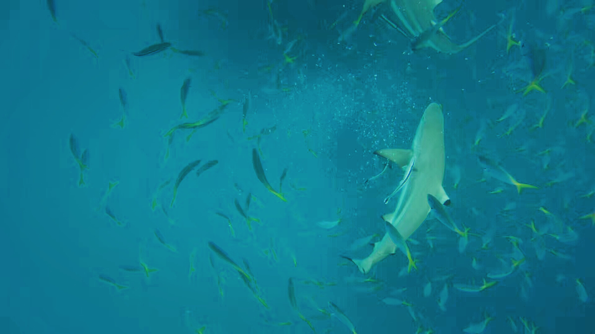 wKgBEFq3tDeAJgqsABJ87J7dP-851.jpeg?imageView2%2F2%2Fw%2F600%2Fh%2F600%2Fq%2F90