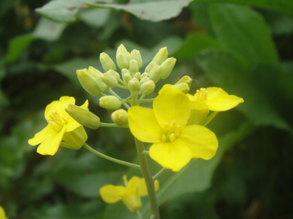 三月三,去赏花(赣州信丰县城绕大塘、坪石骑