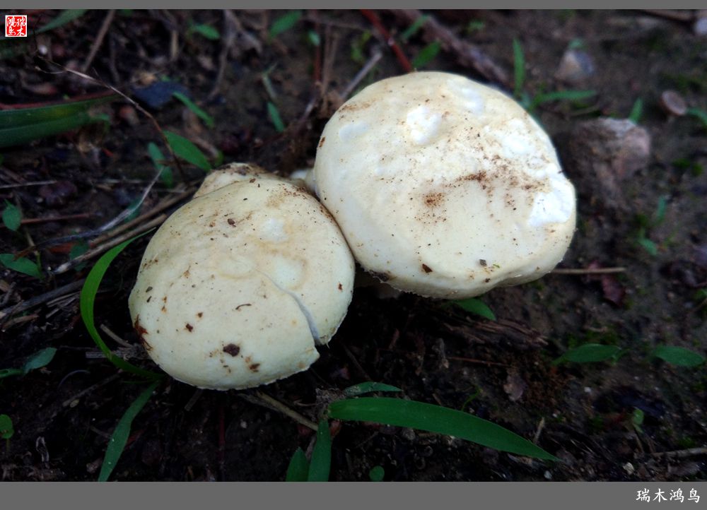 wKgBEFpSxL2ANedwAAGEbrZJjkY19.jpeg?imageView2%2F2%2Fw%2F680%2Fq%2F90%7CimageMogr2%2Fstrip%2Fquality%2F90