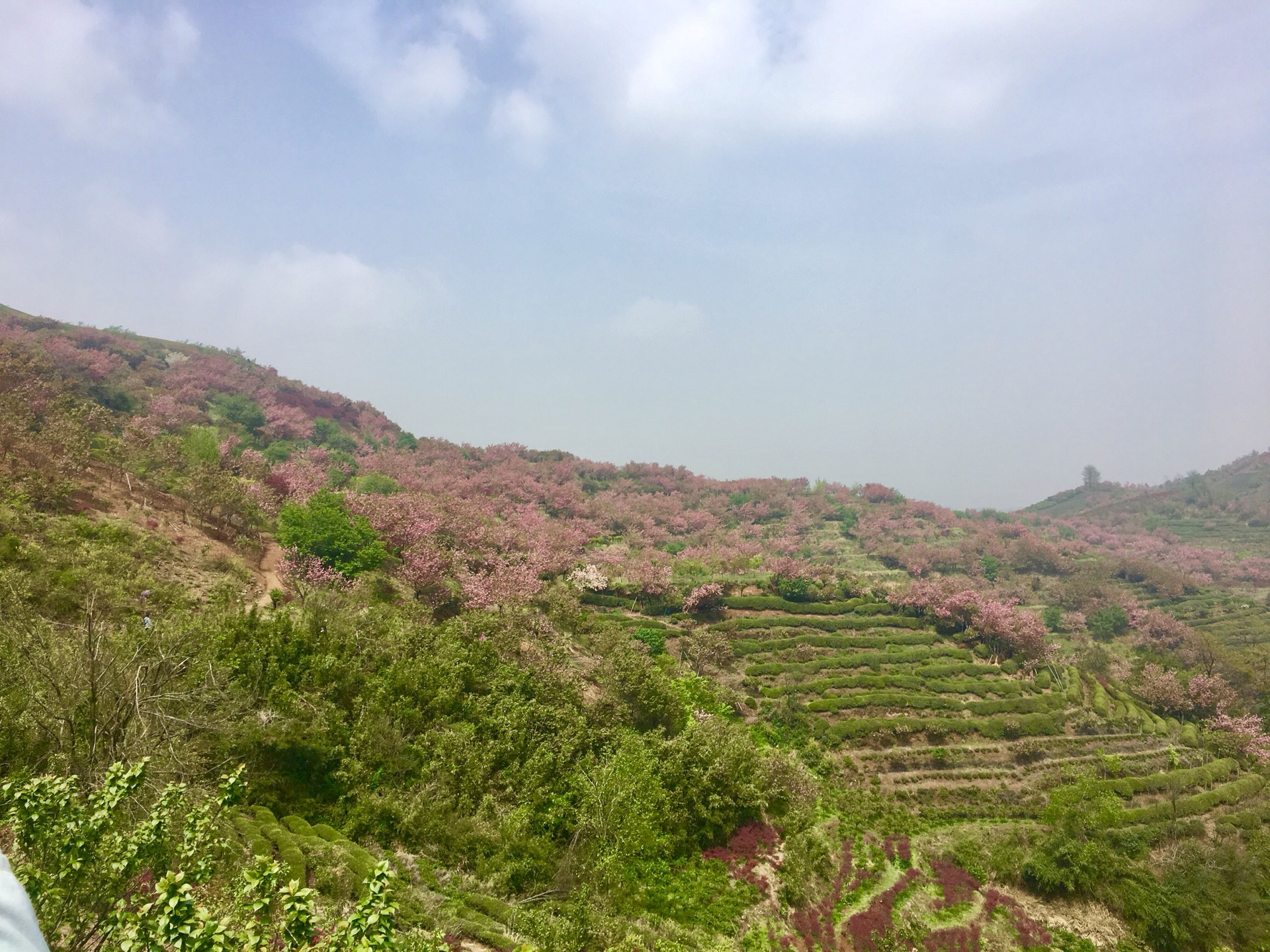 余姚岚山-中国的樱花藏在我们不知道的角落