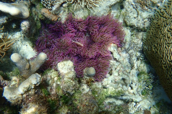 密集恐惧症是怎么发生的 wKgED1uh3fiAS0YuABDa0DDI2gQ80.jpeg?imageView2%2F2%2Fw%2F600%2Fh%2F600%2Fq%2F90