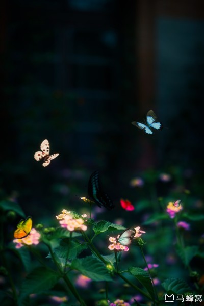 最美丽的烟火完整版 wKgED1urkZyADzj3AAOt3Bfa_Gc72.jpeg?imageView2%2F2%2Fw%2F600%2Fh%2F600%2Fq%2F90