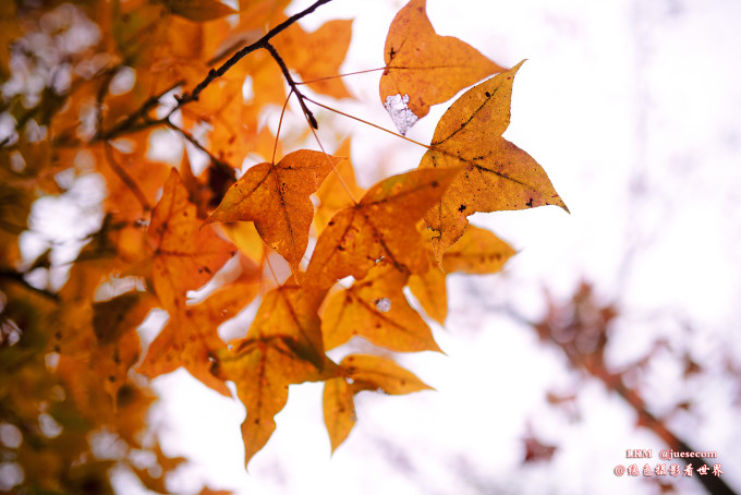 自由的枫叶草 wKgED1wyB9OAF_7YABbKY_ghX0Y01.jpeg?imageView2%2F2%2Fw%2F680%2Fq%2F90%7CimageMogr2%2Fstrip%2Fquality%2F90