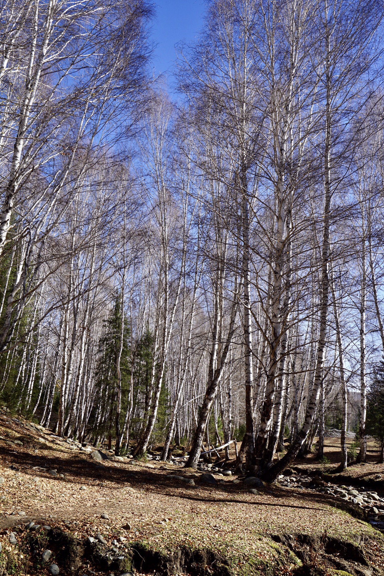 wKgED1u5zYKAchaoABkt--o2R2M75.jpeg?imageView2%2F2%2Fw%2F600%2Fh%2F600%2Fq%2F90