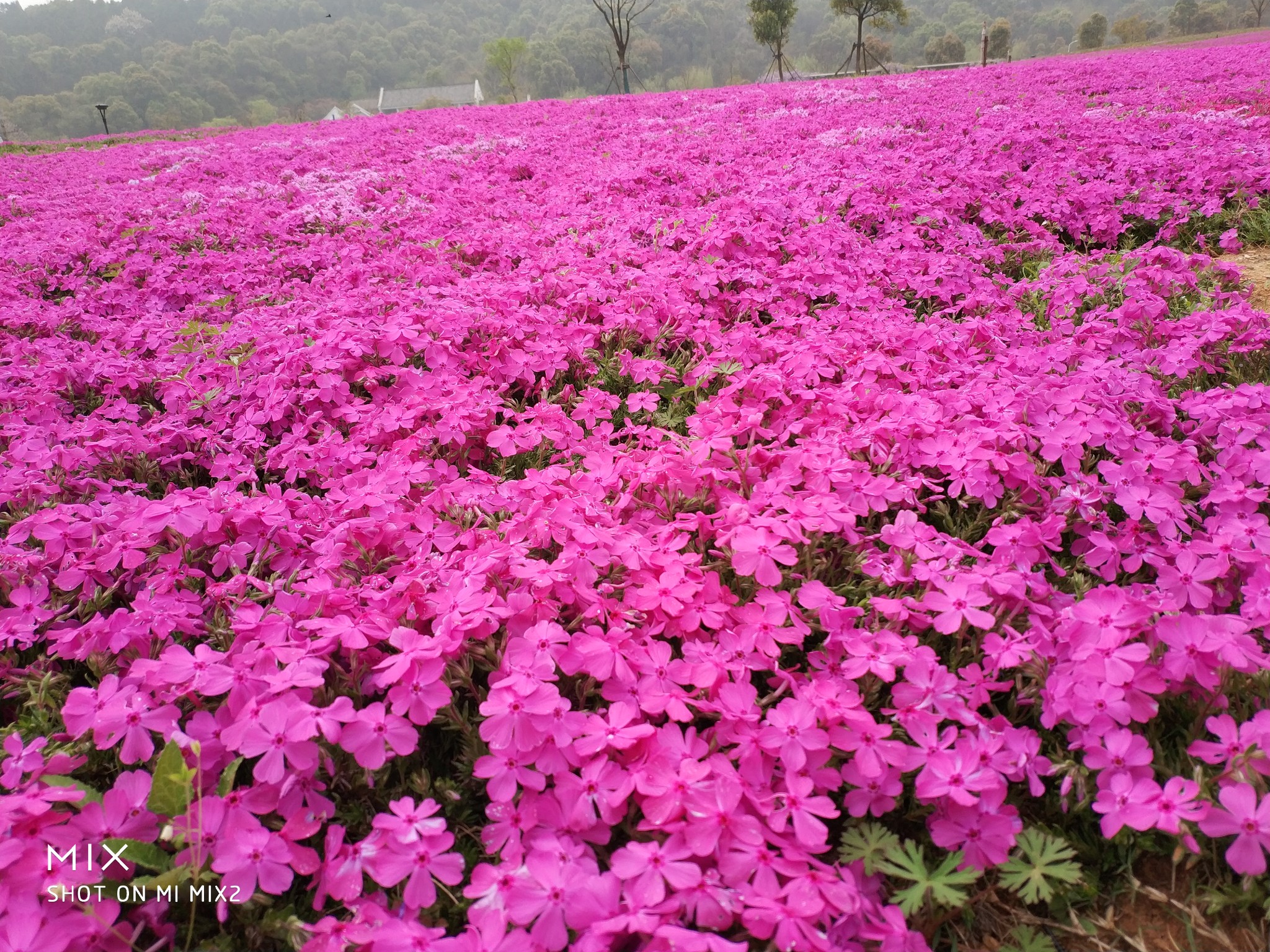 记录20183月31日龙灵山芝樱花海宜家冰雪世界