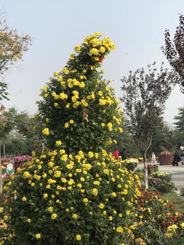 精品三角梅造型图片大全 wKgED1uiEEWAK30bAAILrTDybeQ69.jpeg?imageView2%2F2%2Fw%2F600%2Fq%2F90%7CimageMogr2%2Fstrip%2Fquality%2F90