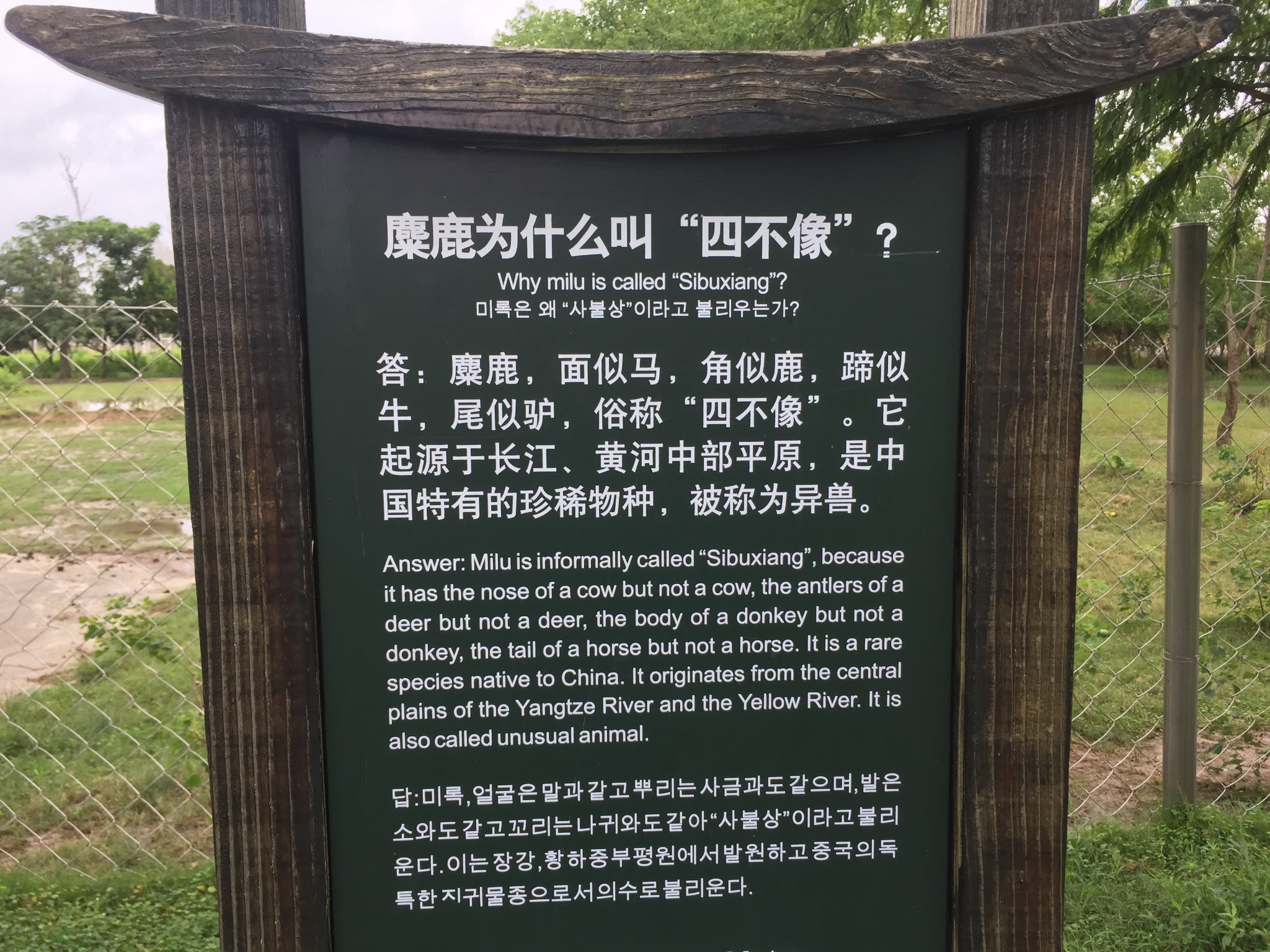 中华麋鹿园-江苏大丰