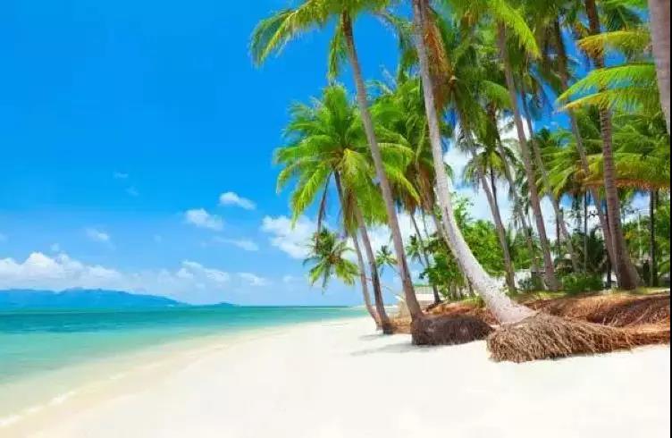 最放松 椰林海滩漫步游