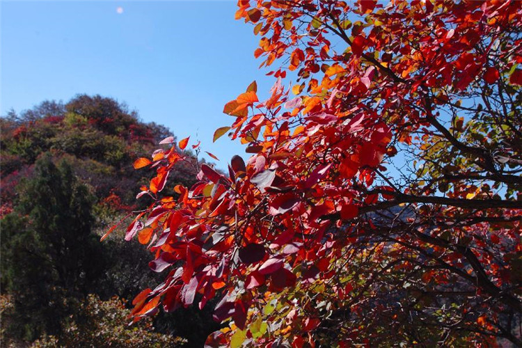 歌曲嘉陵江上曲谱(2)